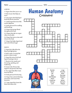 Free Printable Anatomy Crossword Puzzle Worksheet