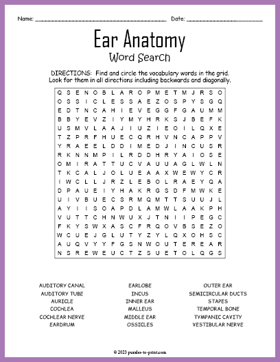 Ear Anatomy Word Search