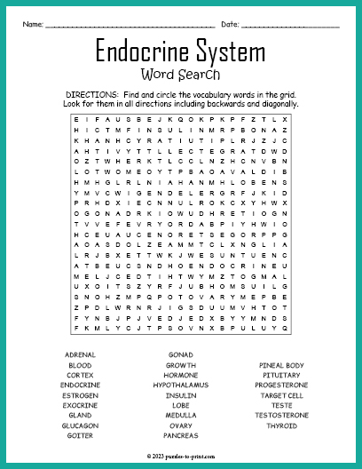 Endocrine System Word Search