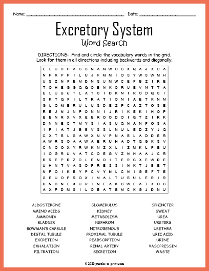 Excretory System Word Search