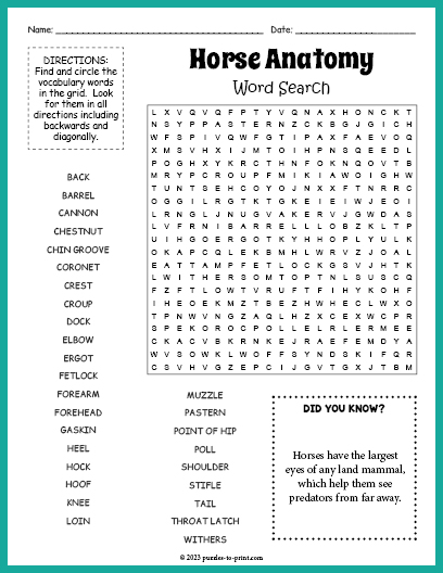 Horse Anatomy Word Search