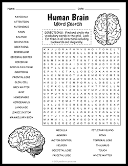Free printable Human Brain Word Search puzzle worksheet