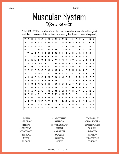 Muscular System Word Search