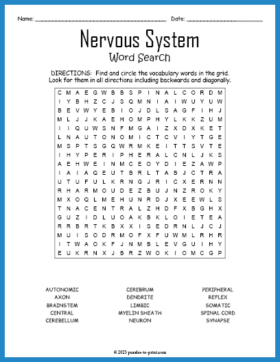 Nervous System Word Search