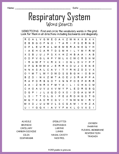 Respiratory System Word Search