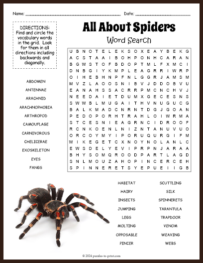 Spider Word Search